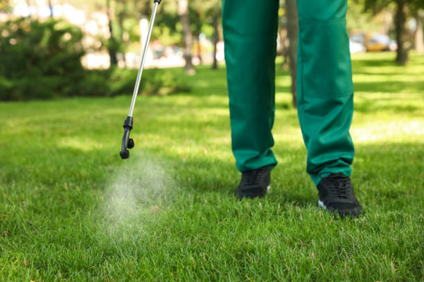 Best Ant Control Services  in Pine City, MN