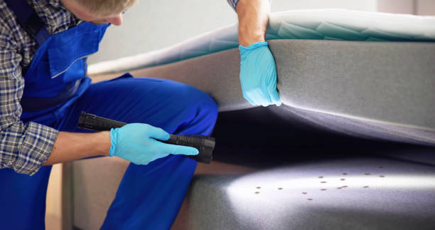 Best Wasp Removal Services  in Pine City, MN