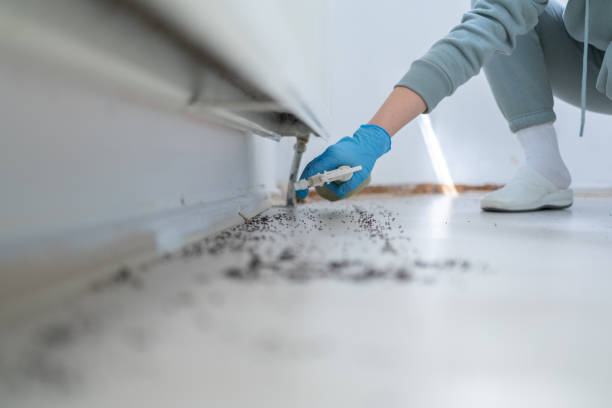 Best Affordable Pest Control Services  in Pine City, MN